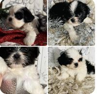 Shih Tzu Puppies for sale in Mt Healthy, OH 45231, USA. price: $899
