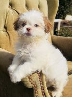 Shih Tzu Puppies for sale in Lawrenceville, GA 30044, USA. price: $1,000