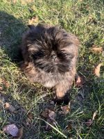 Shih Tzu Puppies for sale in Lexington, KY, USA. price: $800