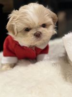 Shih Tzu Puppies for sale in Haines City, FL, USA. price: $1,800