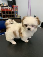 Shih Tzu Puppies for sale in New York, NY, USA. price: NA