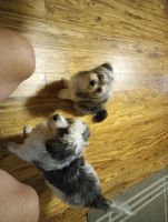 Shih Tzu Puppies for sale in Hilo, Hawaii. price: $1,800