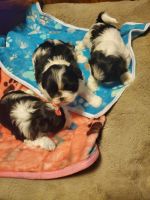 Shih Tzu Puppies for sale in St. Louis, MO 63130, USA. price: $1,200