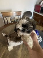 Shih Tzu Puppies for sale in Milwaukee, Wisconsin. price: NA
