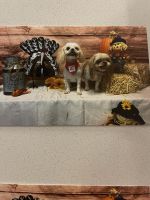 Shih Tzu Puppies for sale in San Antonio, Texas. price: NA