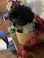 Shih Tzu Puppies for sale in Russell Springs, Kentucky. price: $300