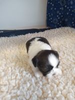 Shih Tzu Puppies for sale in Macomb, MO 65702, USA. price: $600
