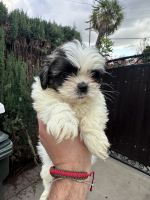 Shih Tzu Puppies for sale in Downey, California. price: $1,000