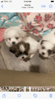 Shih Tzu Puppies for sale in La Center, Washington. price: $8,001,000