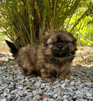 Shih Tzu Puppies for sale in Tampa, Florida. price: $950