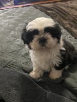 Shih Tzu Puppies for sale in Houston, Texas. price: $200,000
