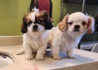 Shih Tzu Puppies for sale in Huntington Park, California. price: $700