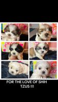 Shih Tzu Puppies for sale in Wilmer, Alabama. price: $100,000