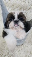 Shih Tzu Puppies for sale in Redding, CA, USA. price: $1,800