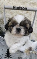 Shih Tzu Puppies for sale in Redding, CA, USA. price: $2,500
