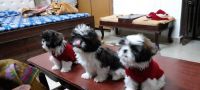 Shih Tzu Puppies for sale in Chandigarh, Chandigarh. price: 22,000 INR