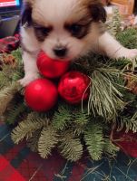 Shih Tzu Puppies for sale in Chicago, Illinois. price: $750