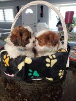 Shih Tzu Puppies for sale in Niles, IL, USA. price: $700