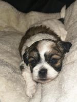 Shih Tzu Puppies for sale in New York City, New York. price: $1,500