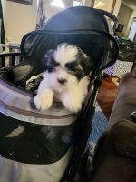 Shih Tzu Puppies for sale in 1396 Persimmon St, Lemoore, CA 93245, USA. price: $500