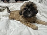 Shih Tzu Puppies for sale in Perry Hall, Maryland. price: $50,000