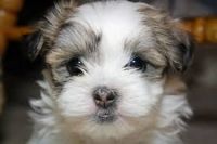 Shih Tzu Puppies for sale in Los Angeles, California. price: $1,000