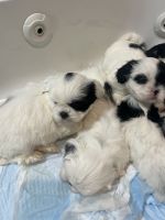 Shih Tzu Puppies for sale in Tampa, Florida. price: NA