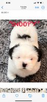 Shih Tzu Puppies for sale in Fort Worth, Texas. price: $650