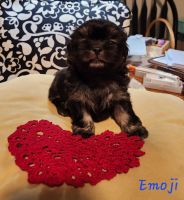 Shih Tzu Puppies for sale in Florence, MT 59833, USA. price: $1,500