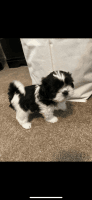 Shih Tzu Puppies for sale in Clarksville, Tennessee. price: $600