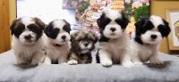 Shih Tzu Puppies for sale in Montgomery, Alabama. price: $500