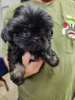 Shih Tzu Puppies for sale in Mt Plymouth, FL 32776, USA. price: $600