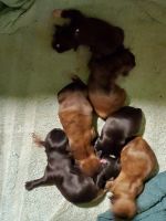 Shih Tzu Puppies for sale in Hampstead, MD 21074, USA. price: $1,600