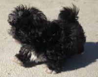 Shih Tzu Puppies for sale in Maryville, TN, USA. price: $700