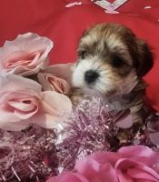 Shih Tzu Puppies for sale in Durham, ON, Canada. price: $1,000