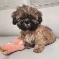 Shih Tzu Puppies for sale in Leesburg, Florida. price: $1,500