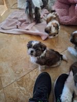 Shih Tzu Puppies for sale in Miami Springs, Florida. price: $1,500