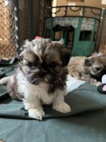 Shih Tzu Puppies for sale in Nashua, New Hampshire. price: $1,500
