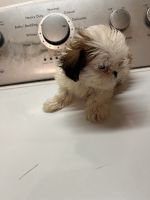 Shih Tzu Puppies for sale in Selma, Alabama. price: $750