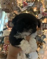 Shih Tzu Puppies for sale in Port St. Lucie, Florida. price: $1,300
