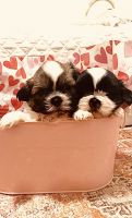 Shih Tzu Puppies for sale in Modesto, CA, USA. price: $650