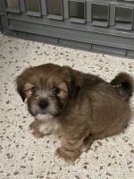 Shih Tzu Puppies for sale in Lehigh Acres, Florida. price: $800