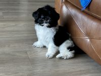 Shih Tzu Puppies for sale in Phoenix, Arizona. price: $950