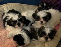 Shih Tzu Puppies for sale in Hendersonville, Tennessee. price: $950