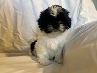 Shih Tzu Puppies for sale in Crown Point, Indiana. price: $700
