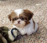 Shih Tzu Puppies for sale in Tulsa, Oklahoma. price: $380,000