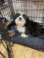 Shih Tzu Puppies for sale in Newark, New Jersey. price: $900