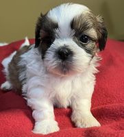 Shih Tzu Puppies for sale in Miami, Florida. price: $500