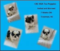 Shih Tzu Puppies for sale in Troutman, NC, USA. price: $900