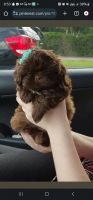 Shih Tzu Puppies for sale in Houston, Texas. price: $1,000
